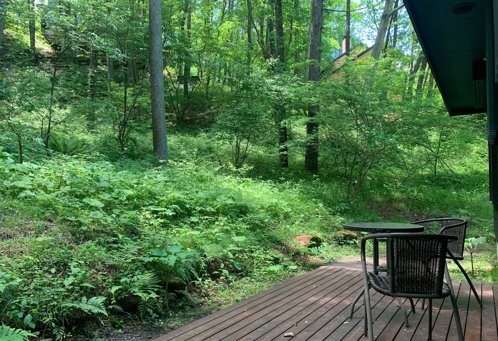 メインゲートから離れた静かな森に佇む - 1